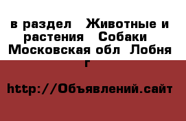  в раздел : Животные и растения » Собаки . Московская обл.,Лобня г.